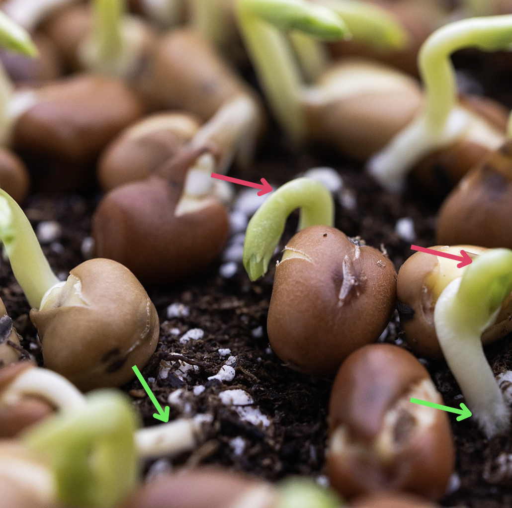 Fava Microgreens: Germination Closeup