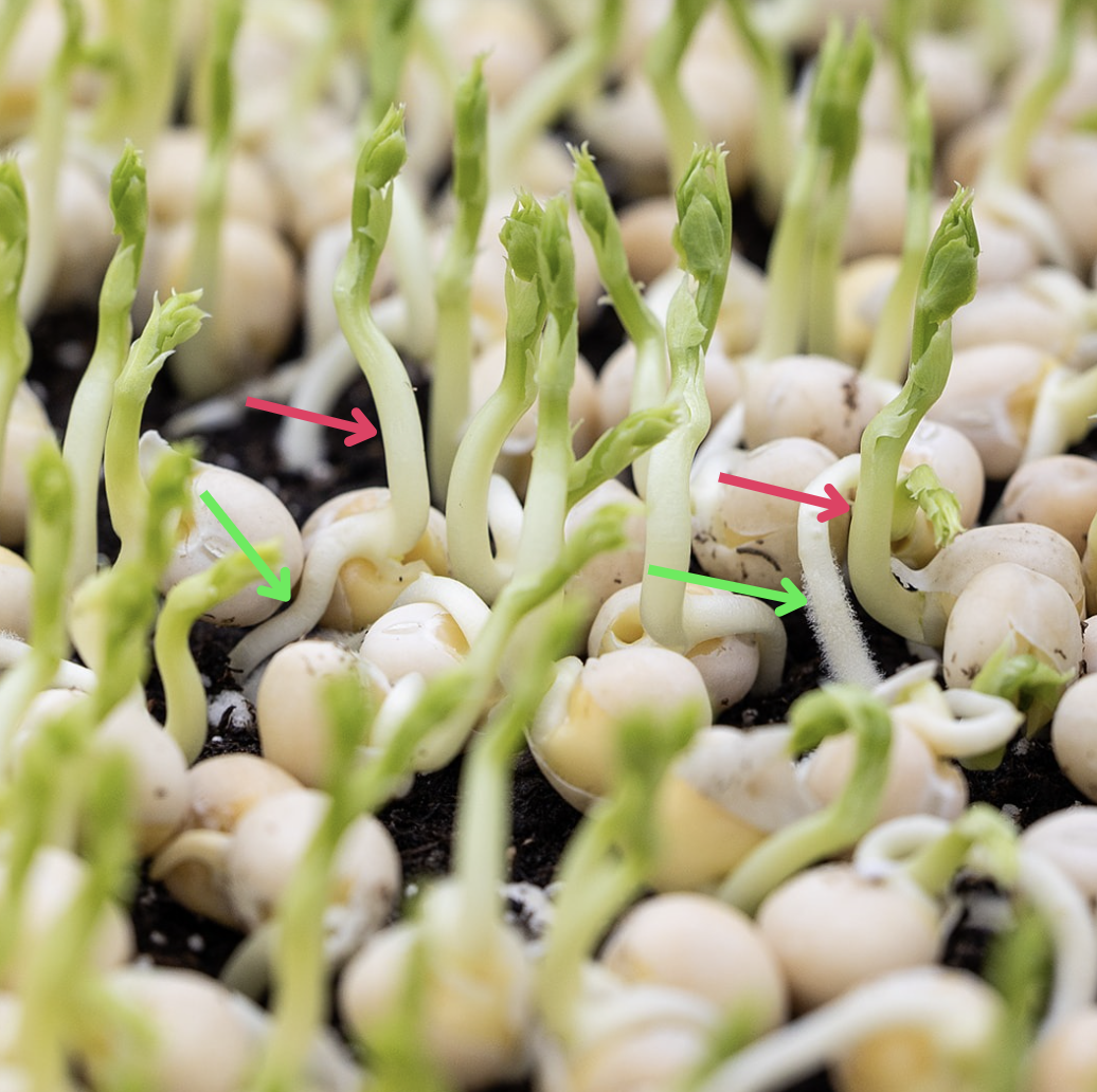 Tendril Pea Microgreens: Germination Closeup