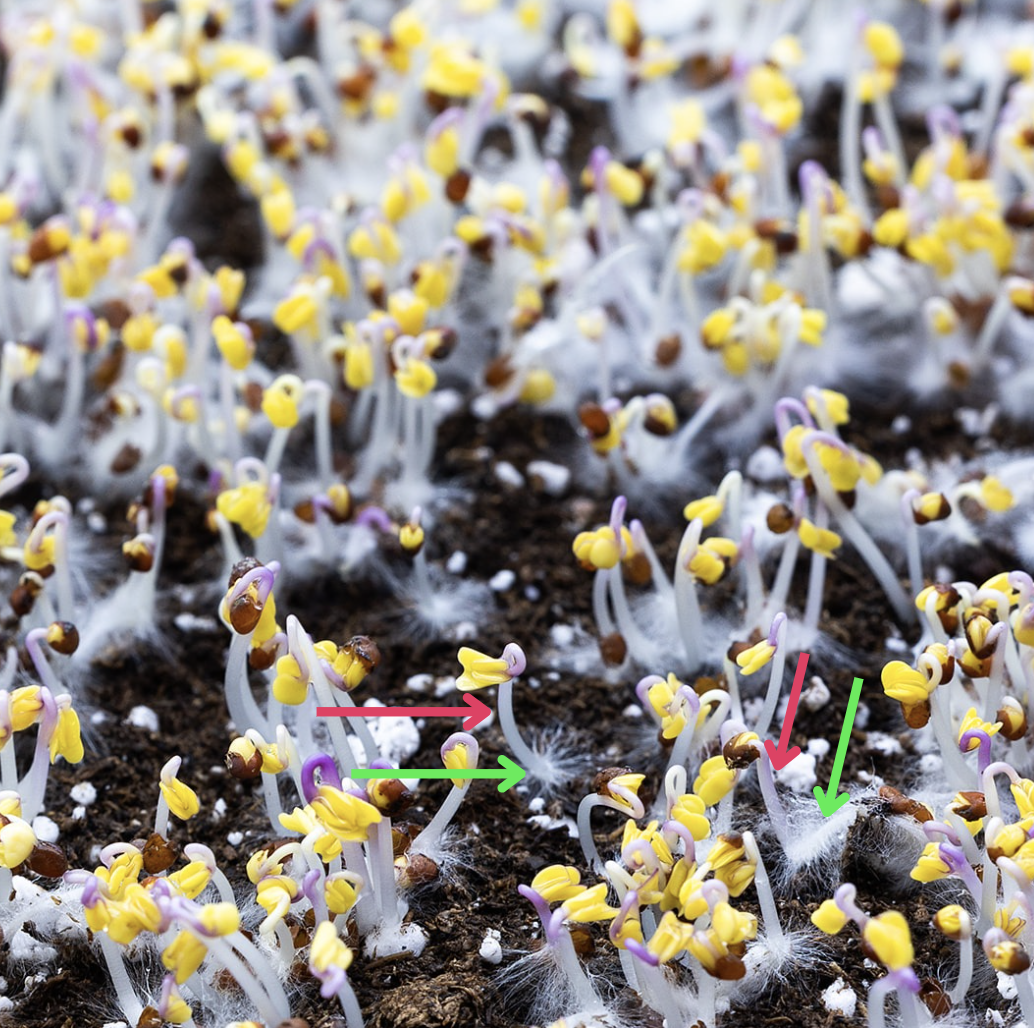 Kohlrabi Microgreens: Germination Closeup