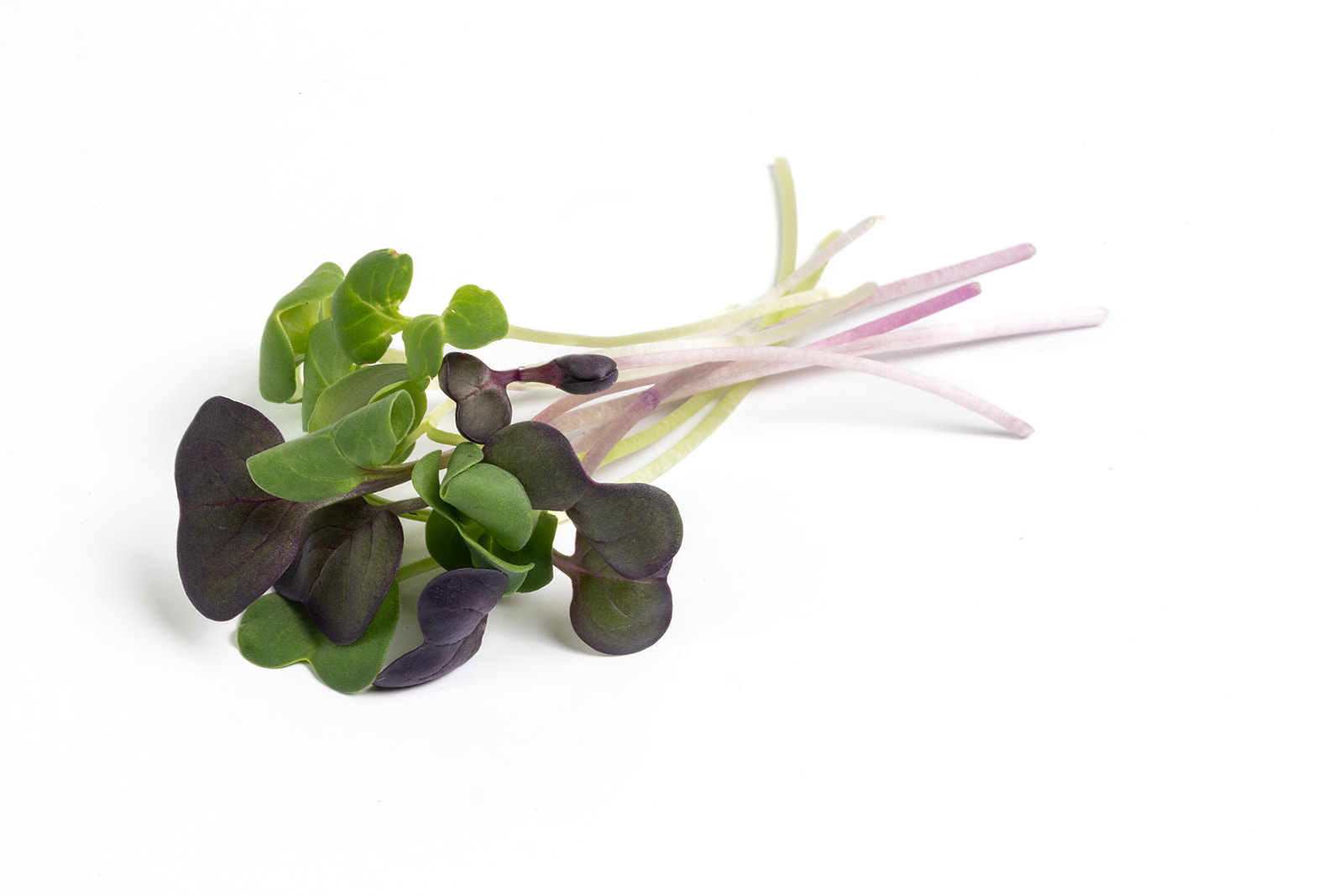 Piedmont Microgreens - Radish Trio