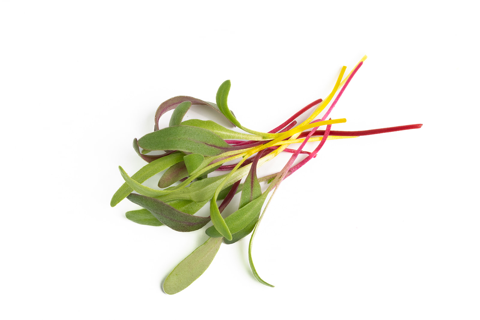 Piedmont Microgreens - Bright Lights Blend