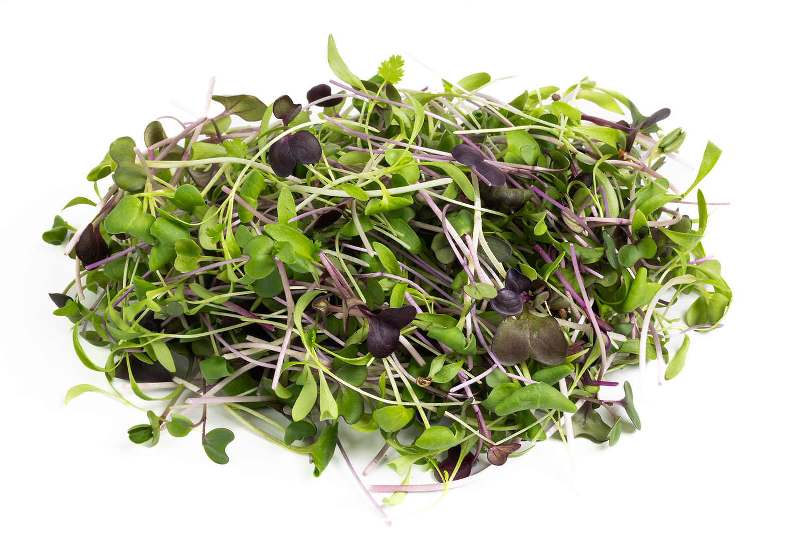 Piedmont Microgreens - Taco Mix