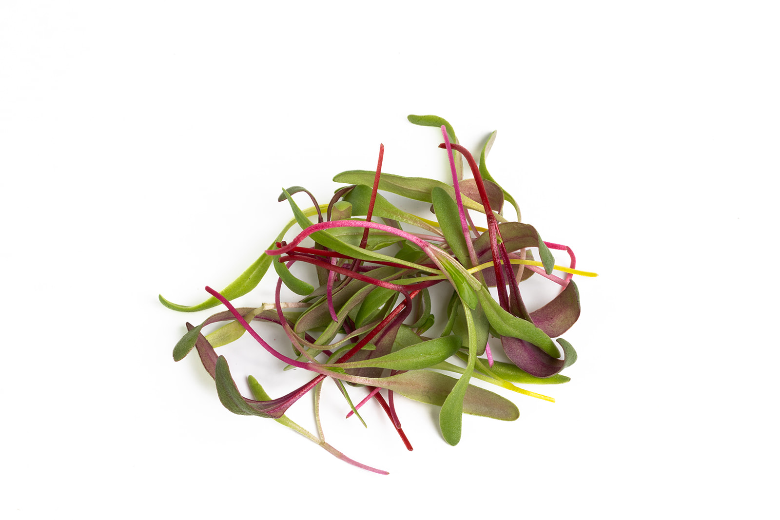 Piedmont Microgreens - Bright Lights Blend
