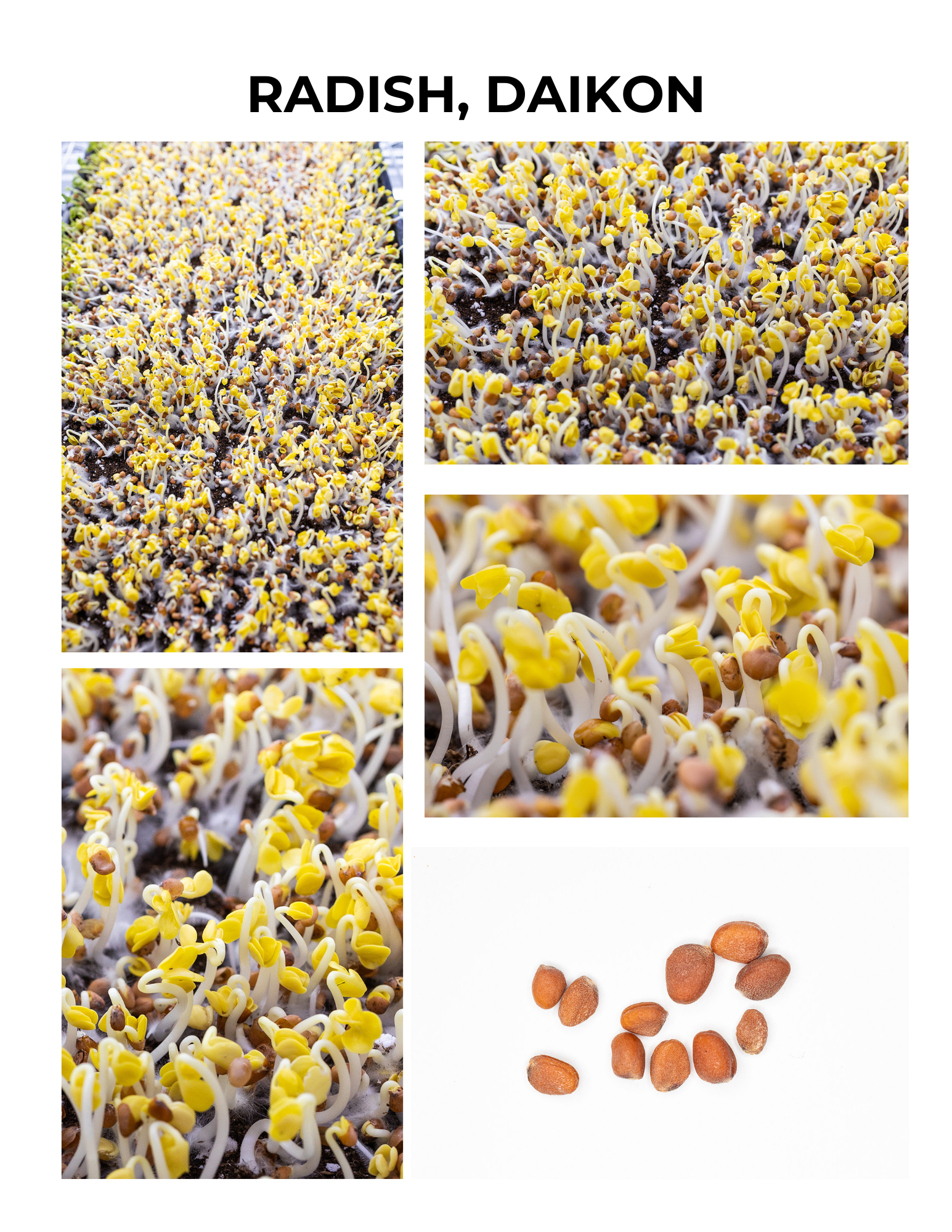 Daikon Radish Germination Guide