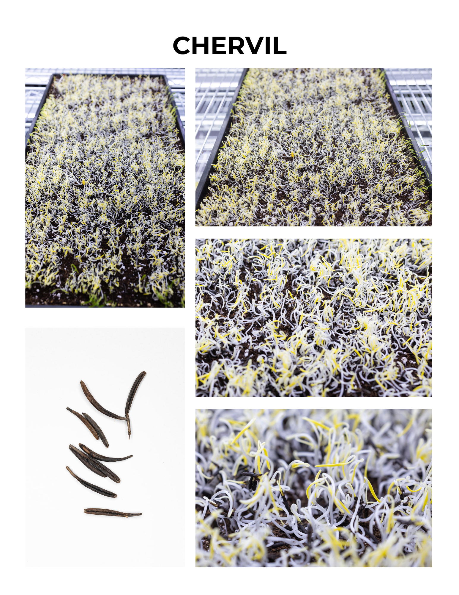 Chervil Germination Guide