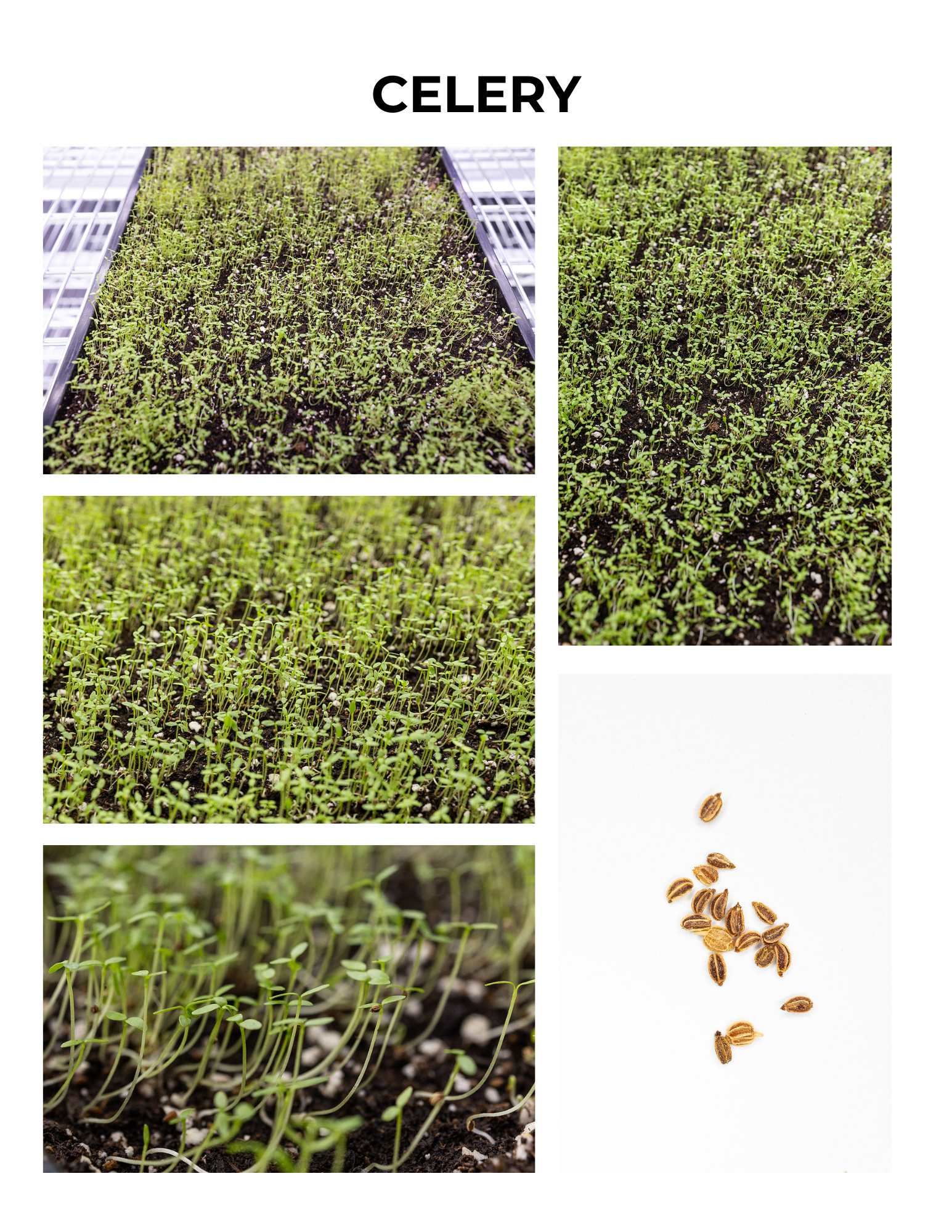 Celery Germination Guide