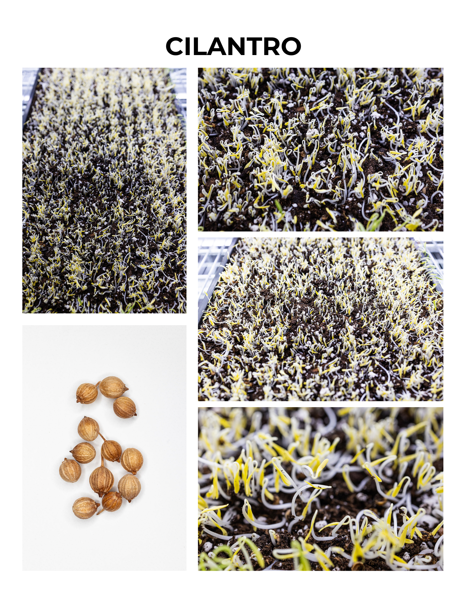 Cilantro Germination Guide