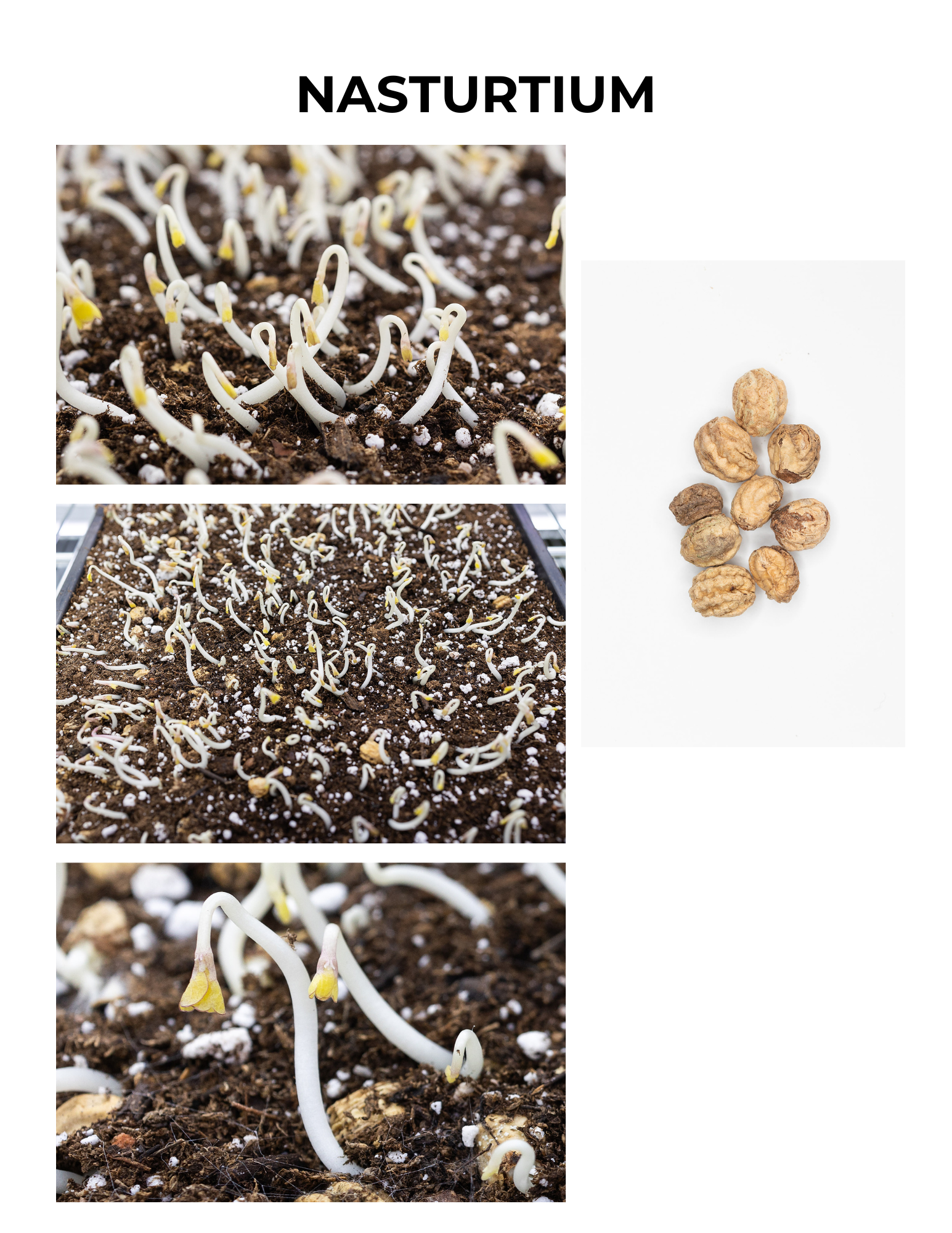 Nasturtium Germination Guide