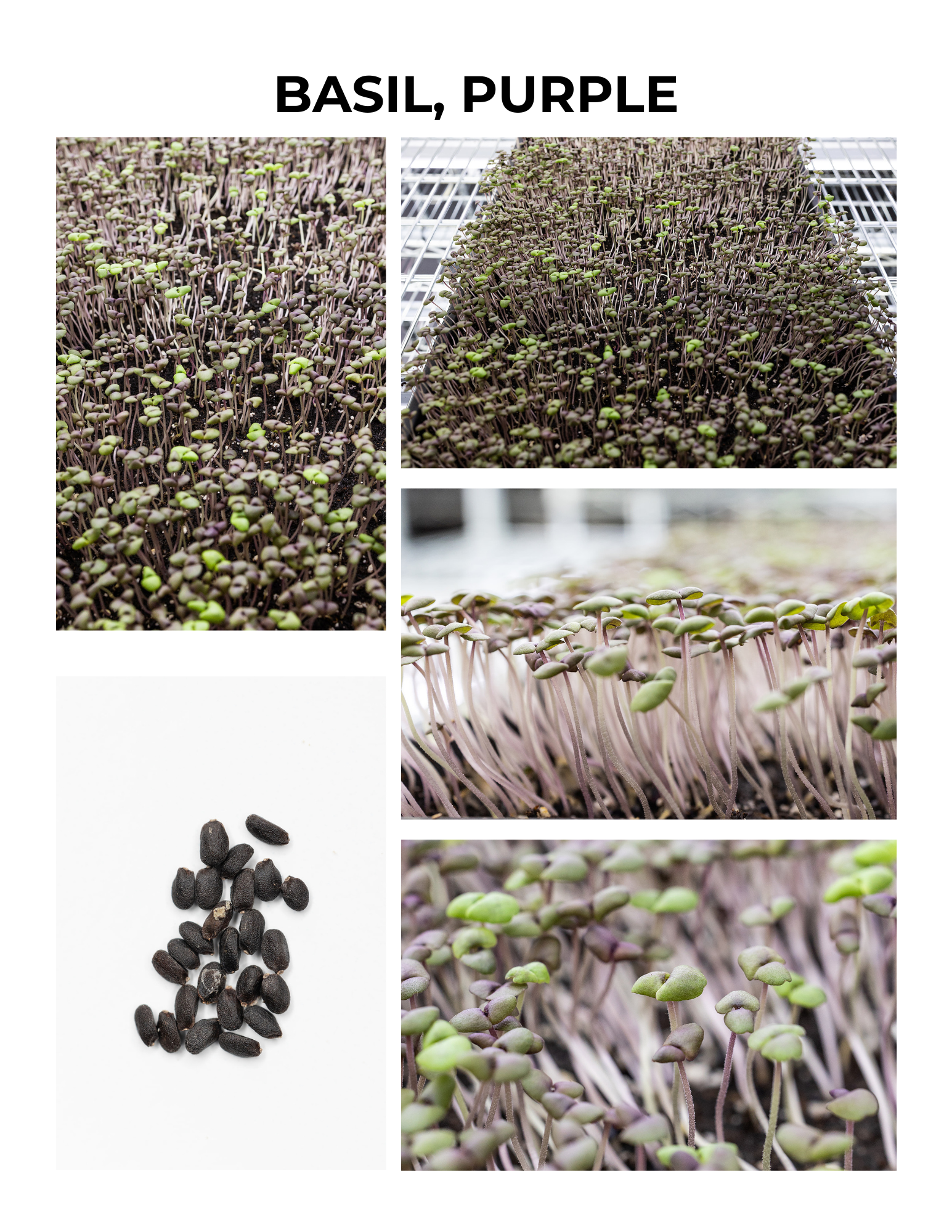 Purple Basil Germination Guide