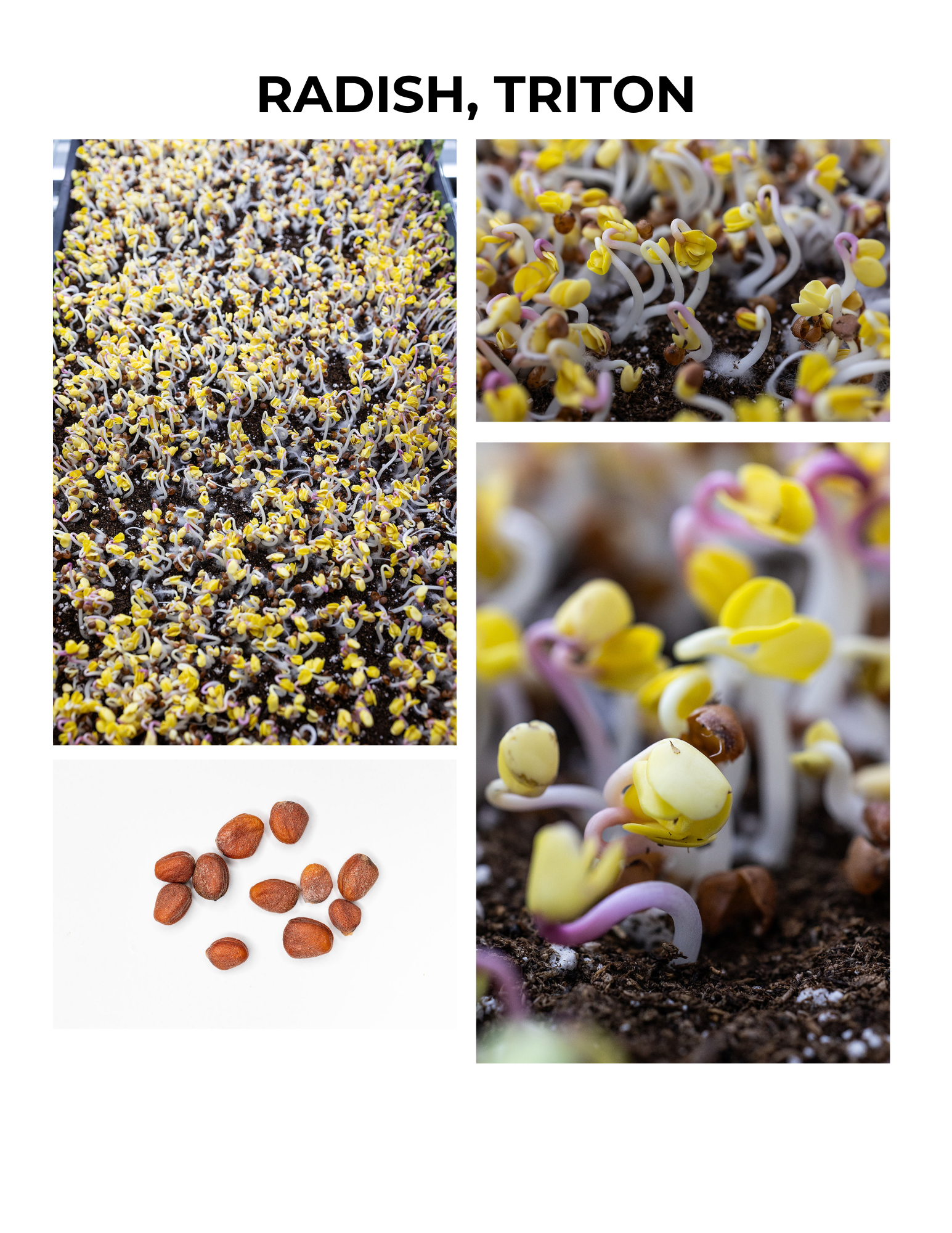Triton Radish Germination Guide