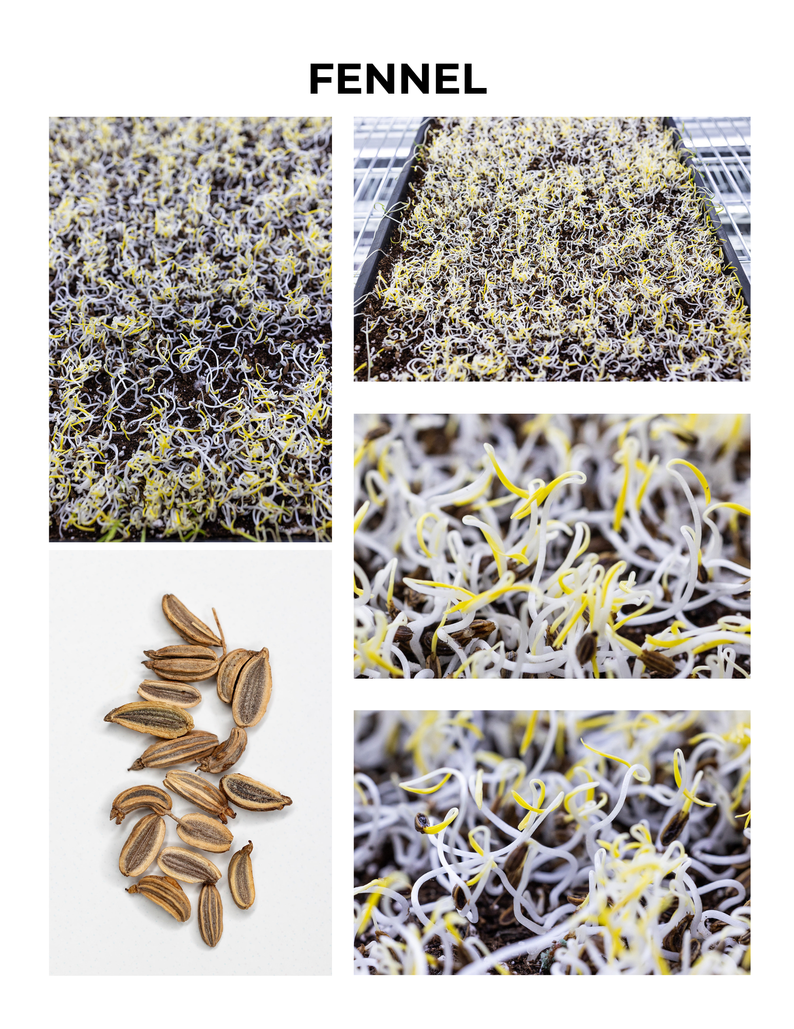 Fennel Germination Guide