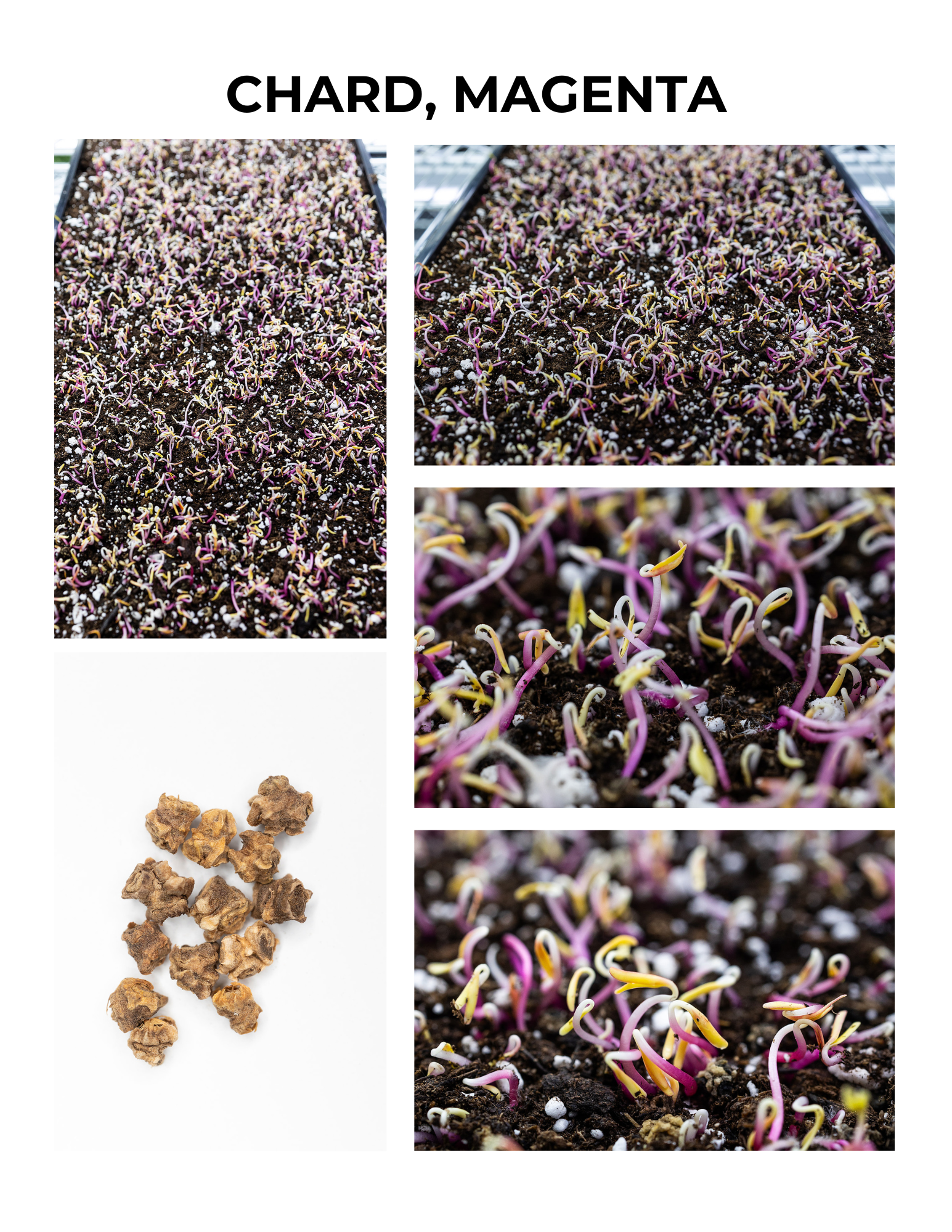 Magenta Chard Germination Guide