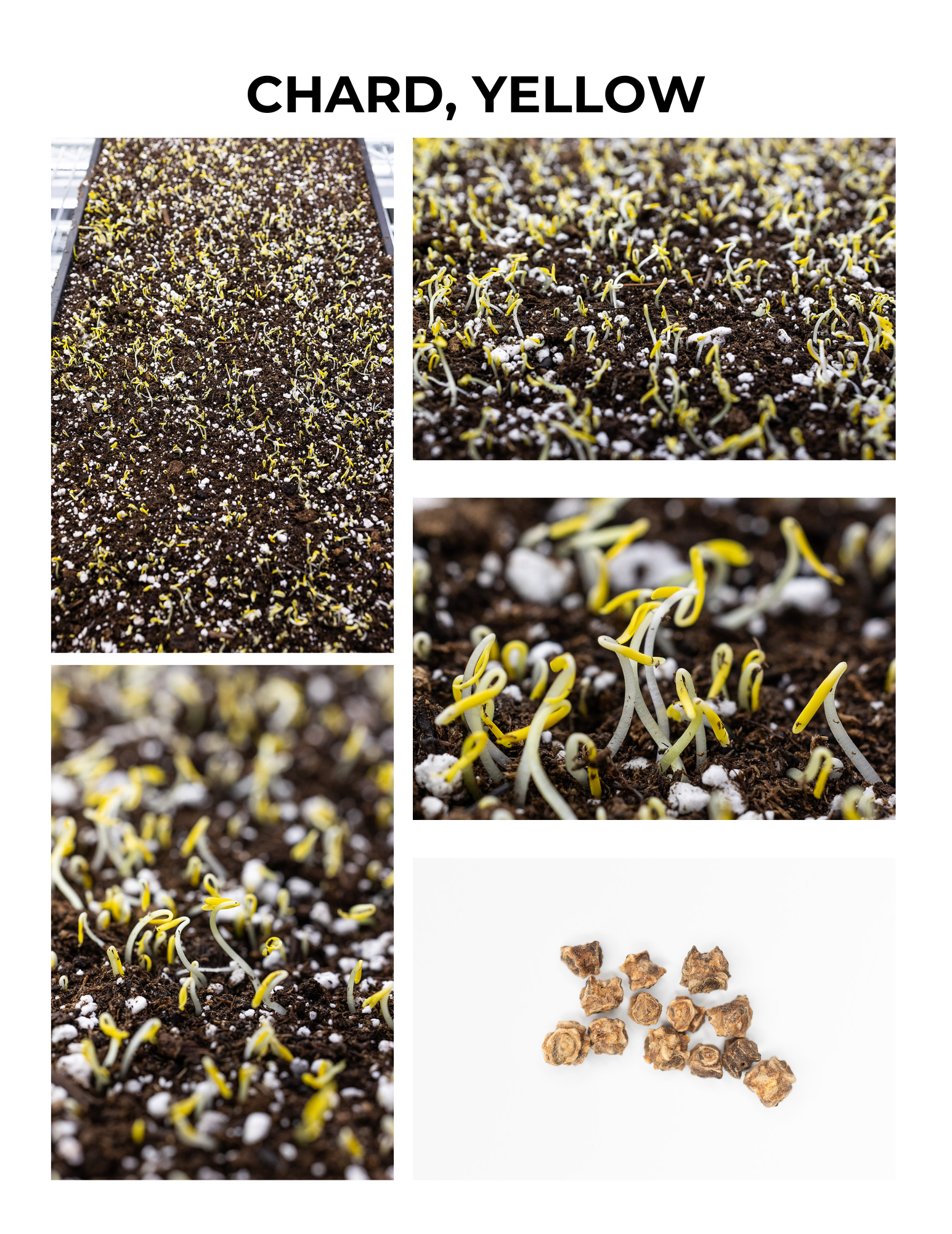 Yellow Chard Germination Guide