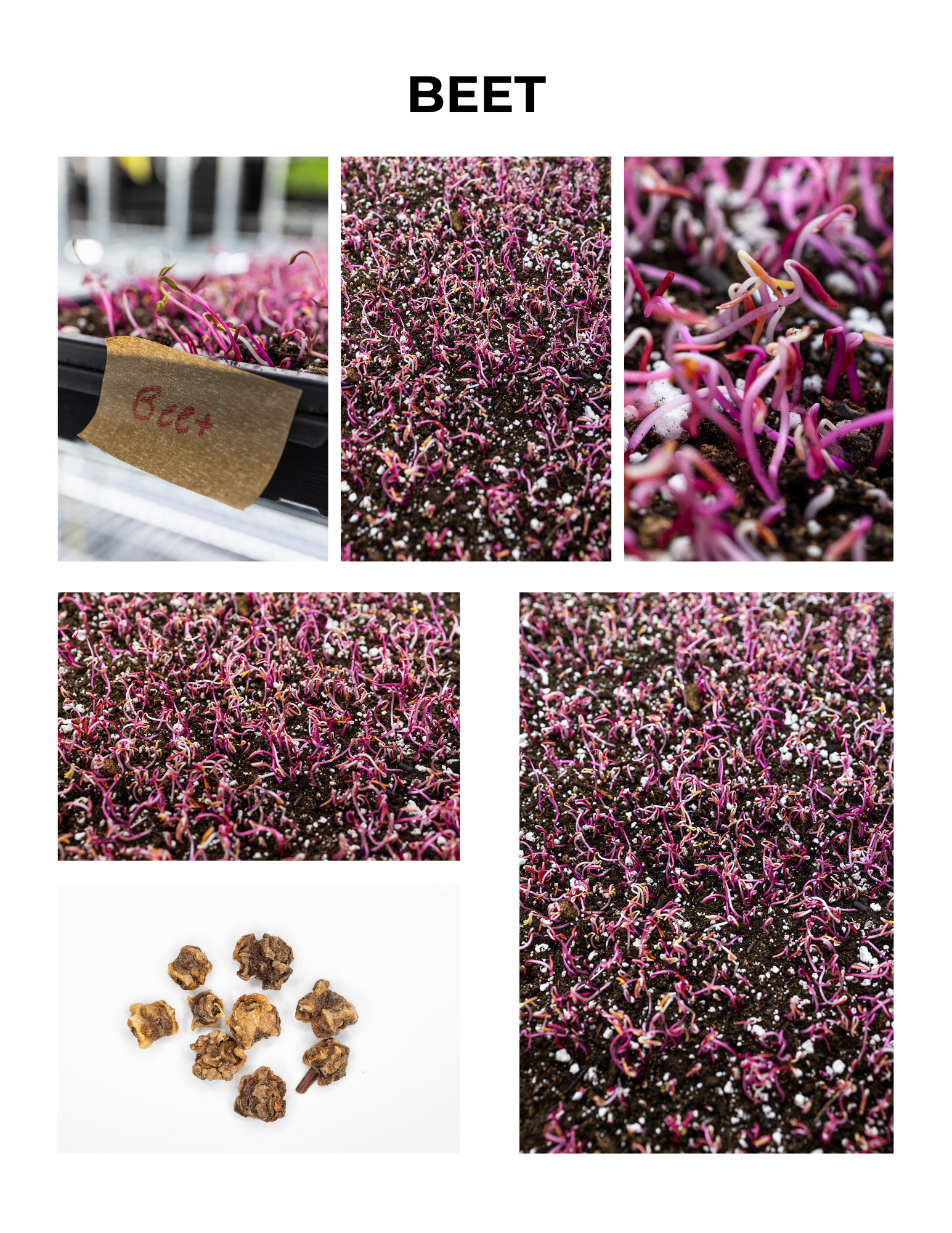 Beet Germination Guide