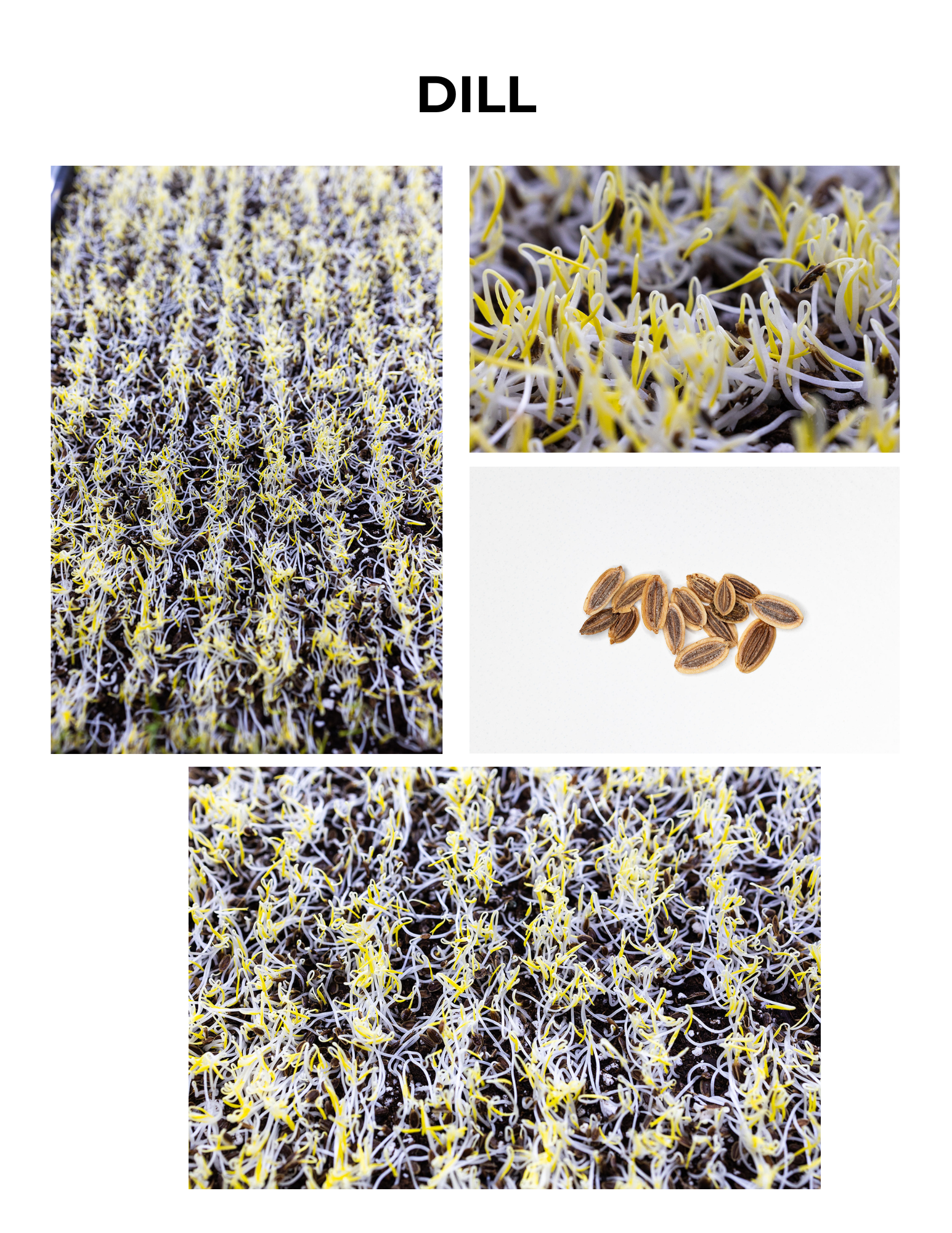 Dill Germination Guide