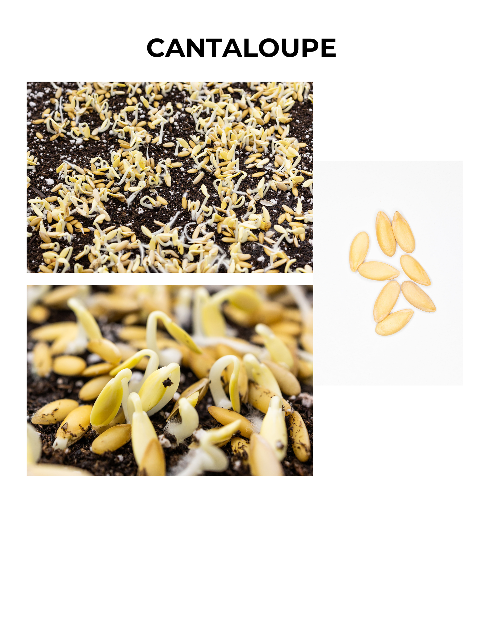 Cantaloupe Germination Guide
