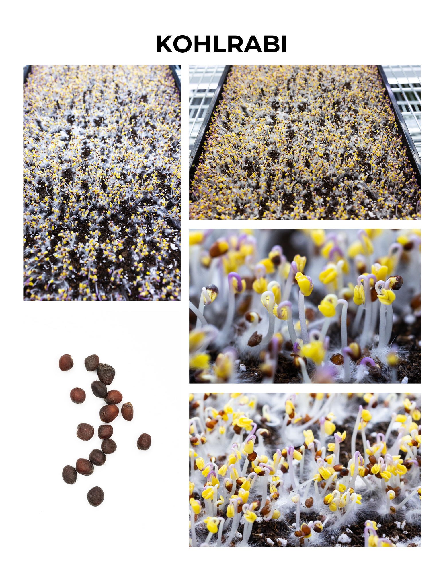 Kohlrabi Germination Guide