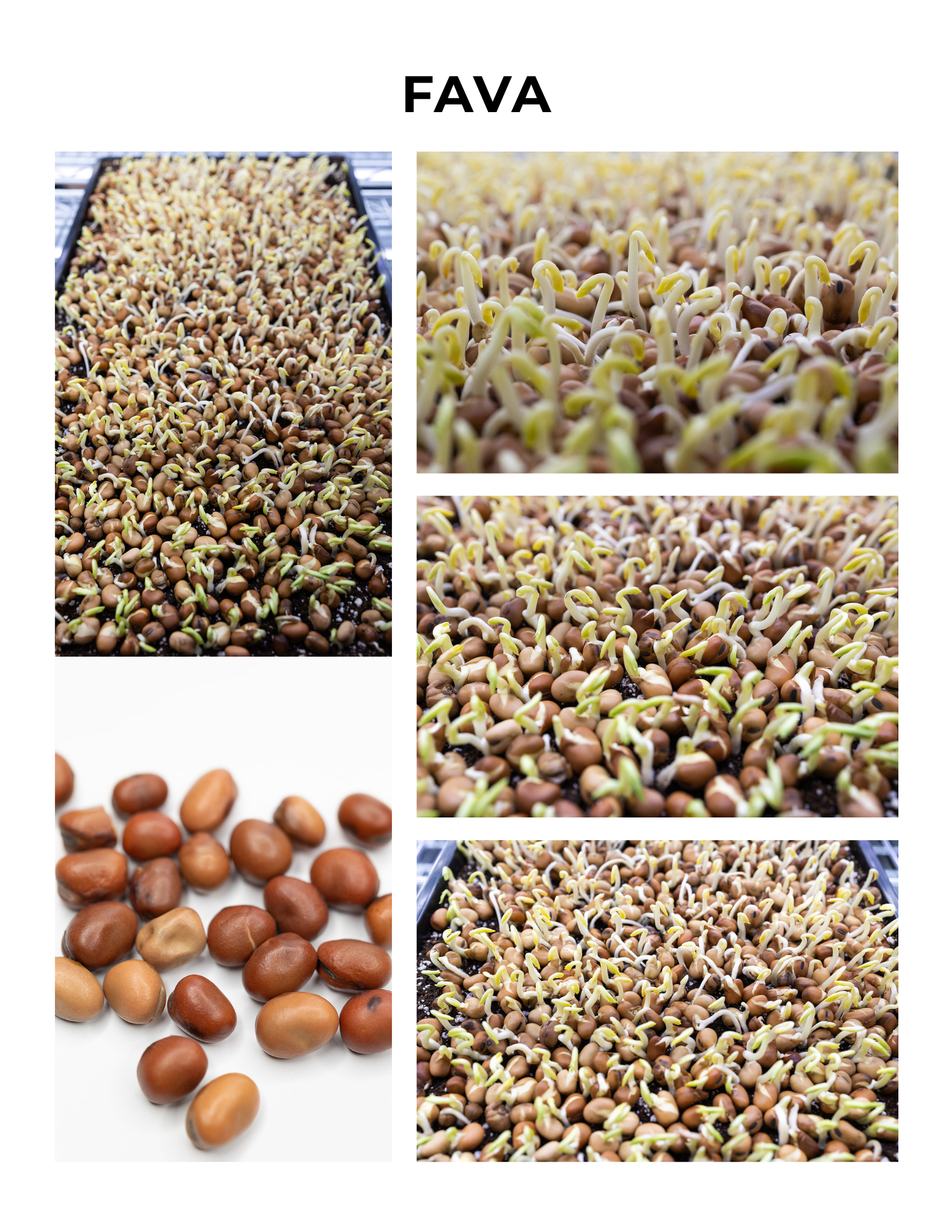 Fava Germination Guide