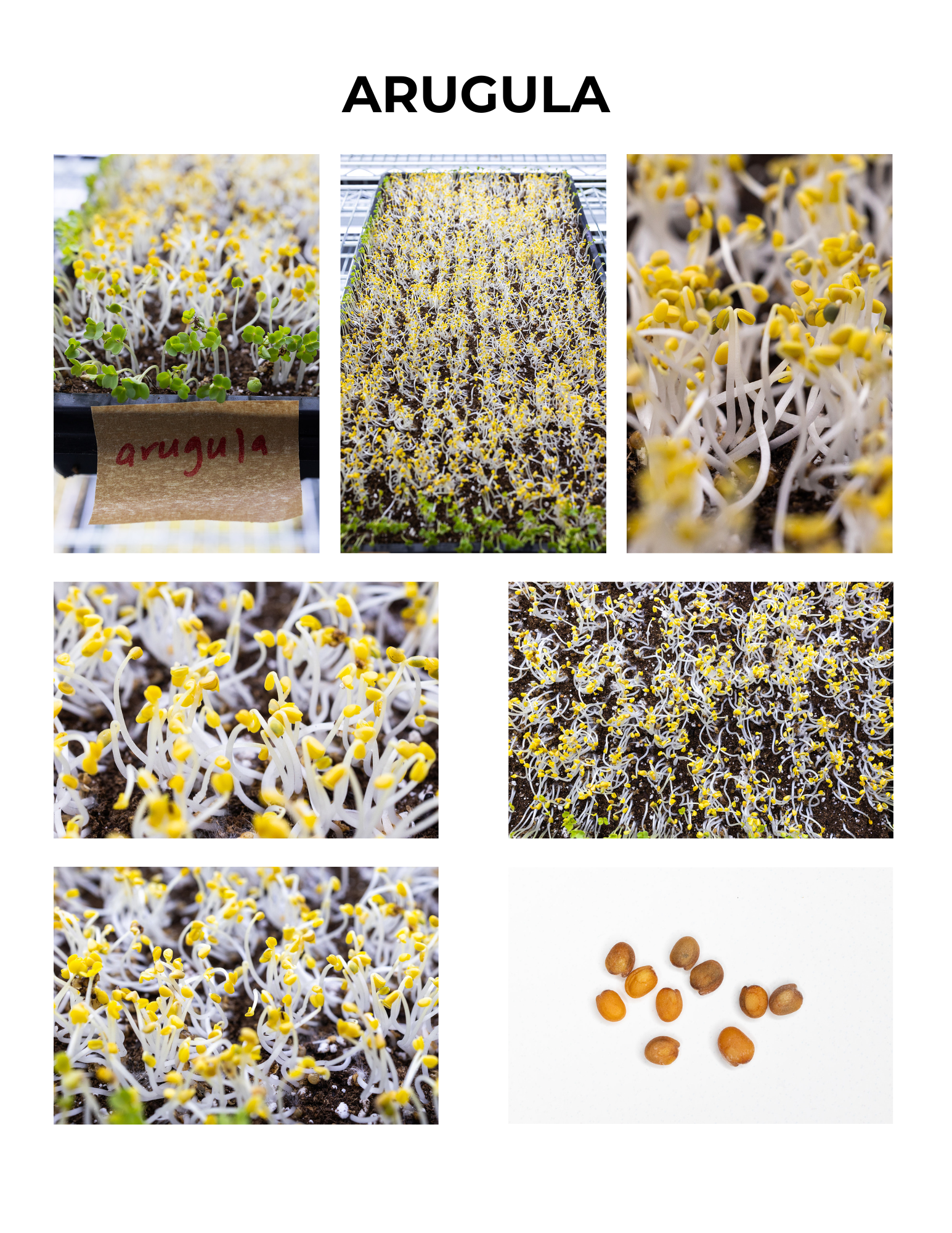 Arugula Germination Guide