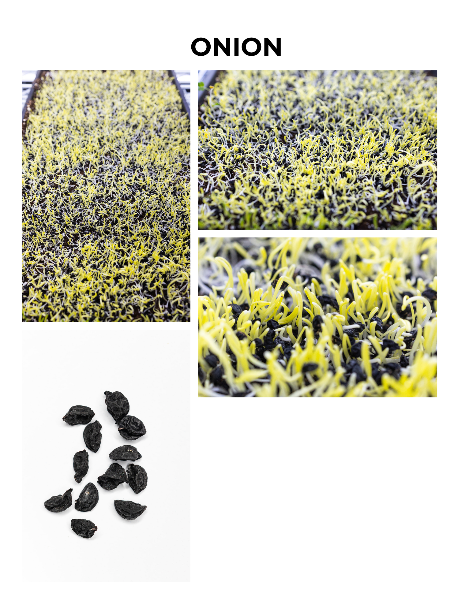 Onion Germination Guide