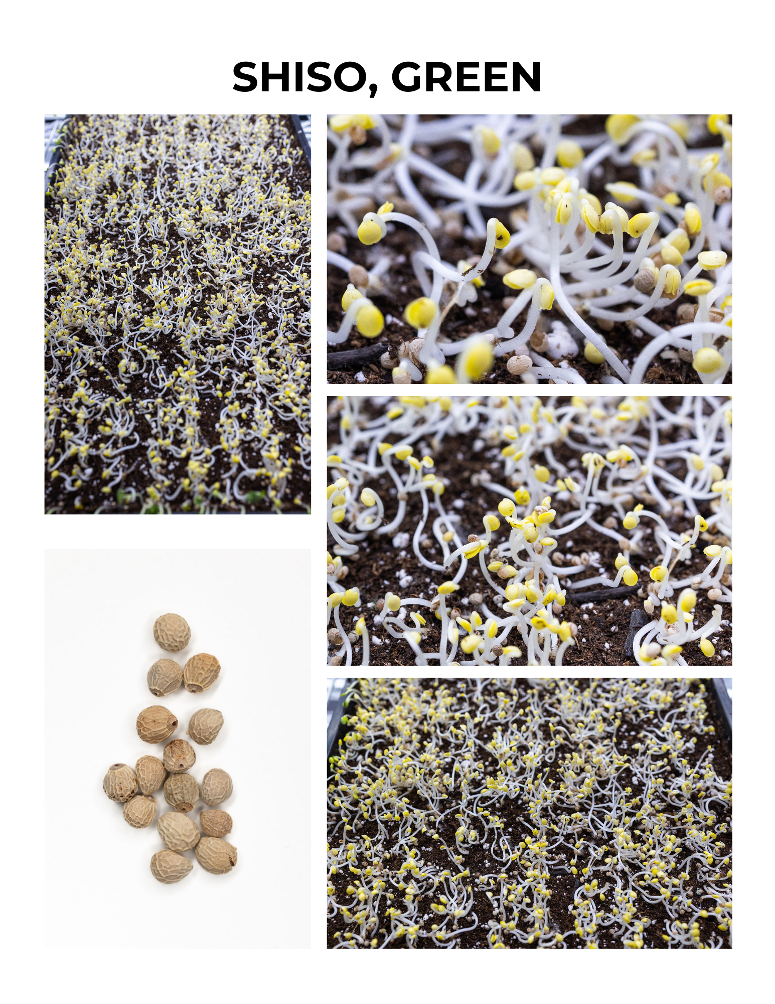 Shiso Germination Guide