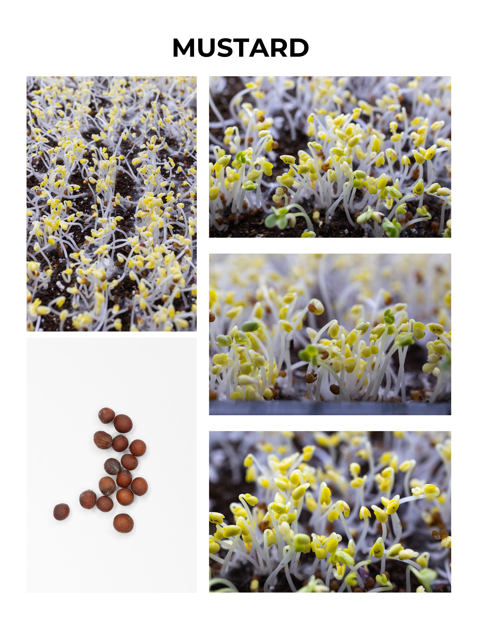 Mustard Germination Guide
