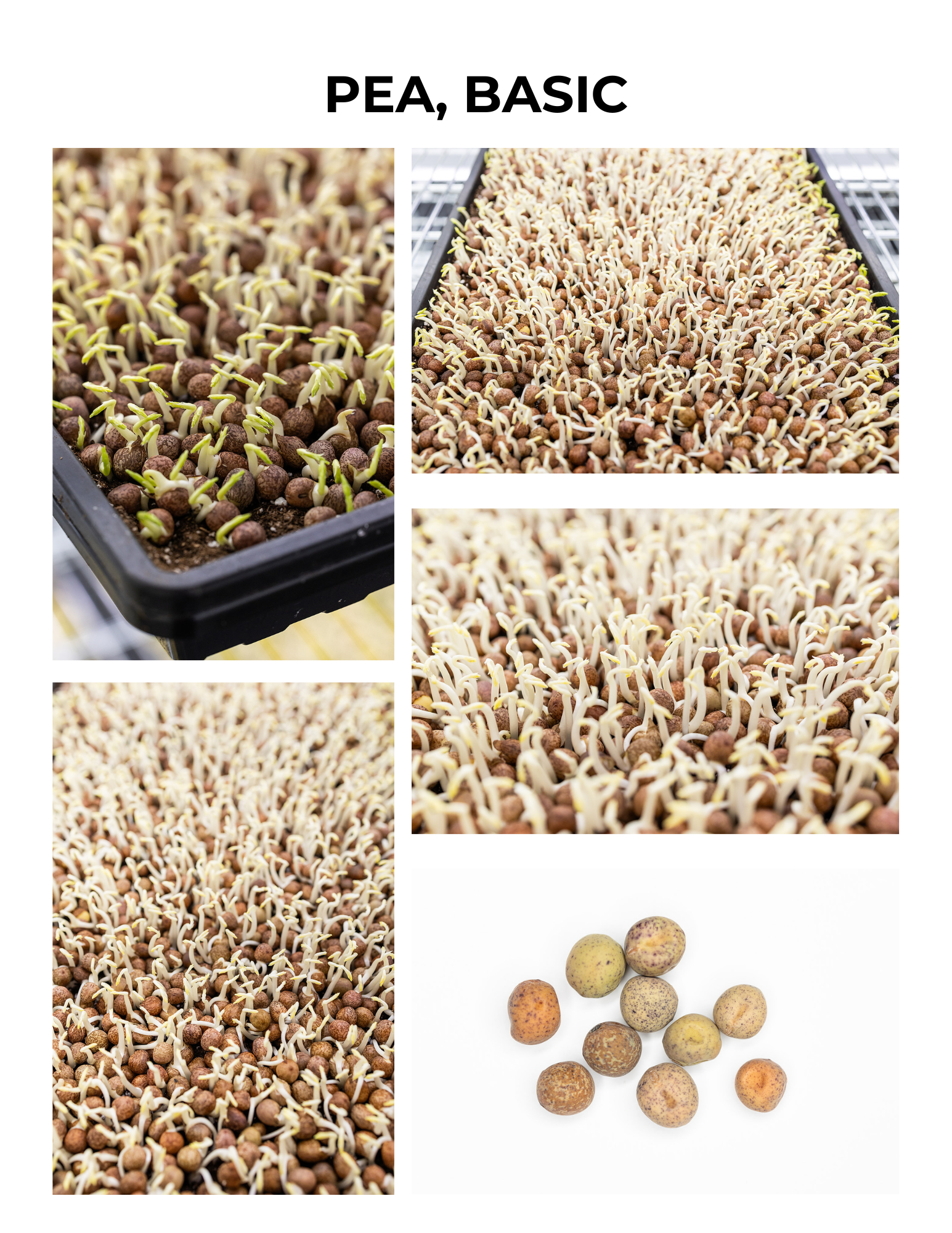 Basic Pea Germination Guide