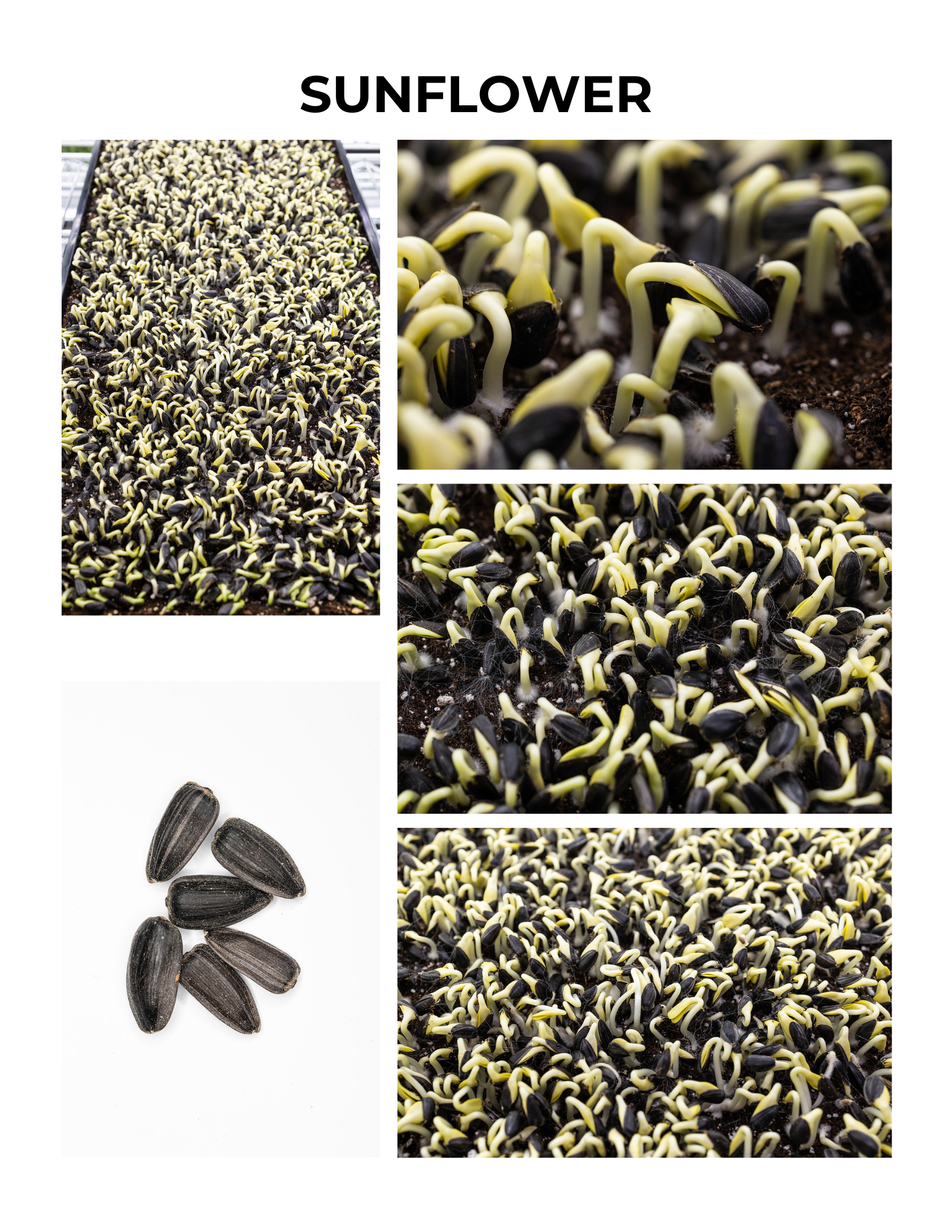 Sunflower Germination Guide