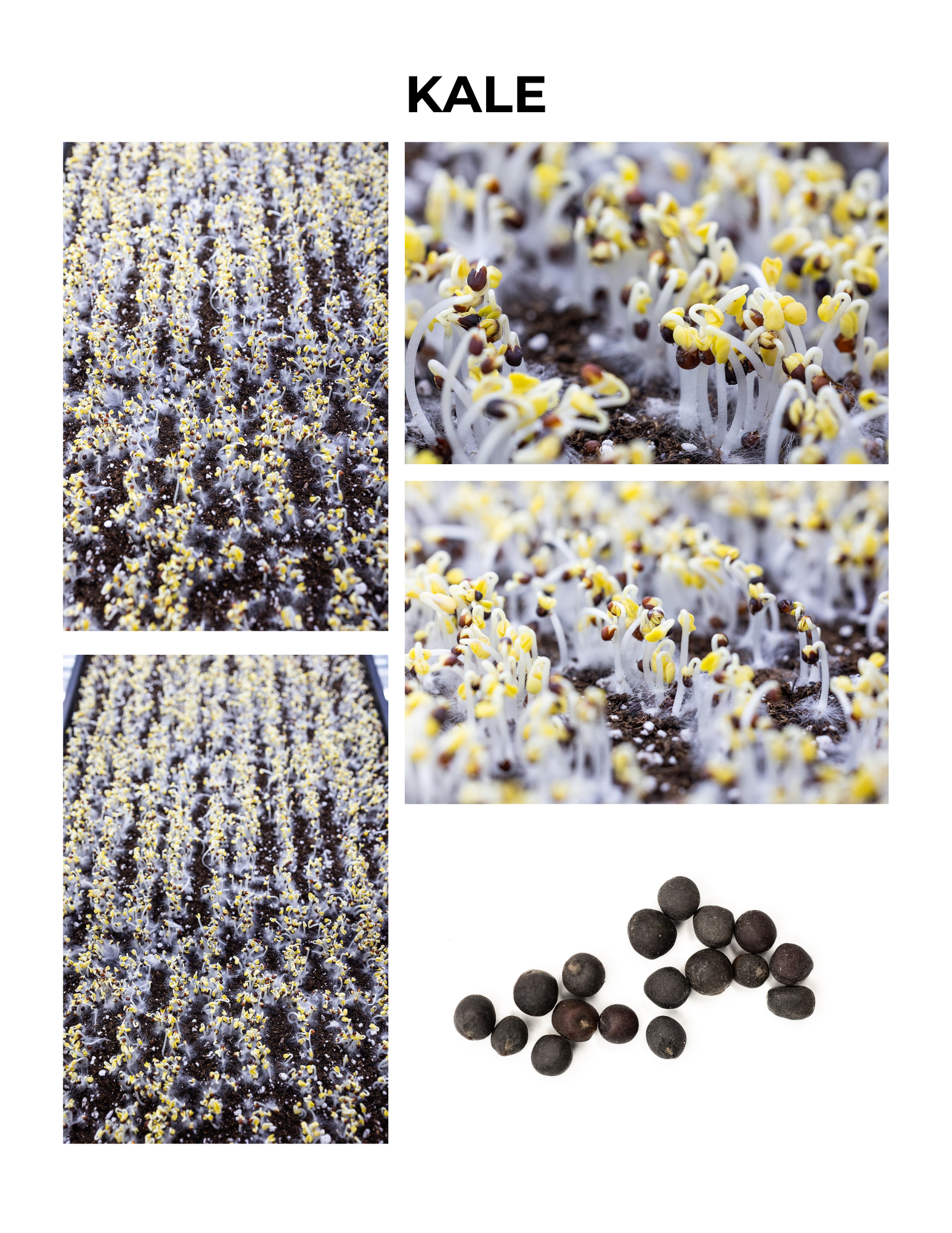 Kale Germination Guide