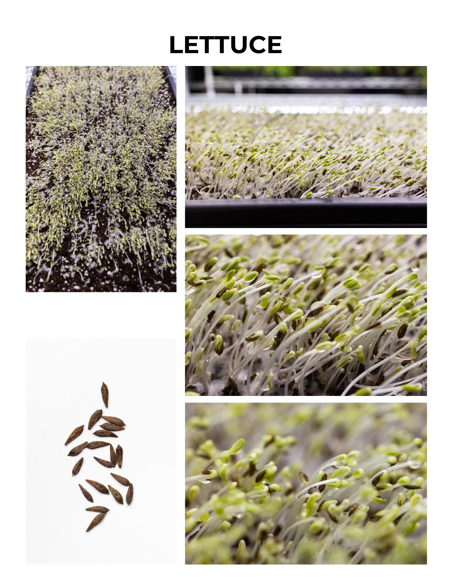 Lettuce Germination Guide