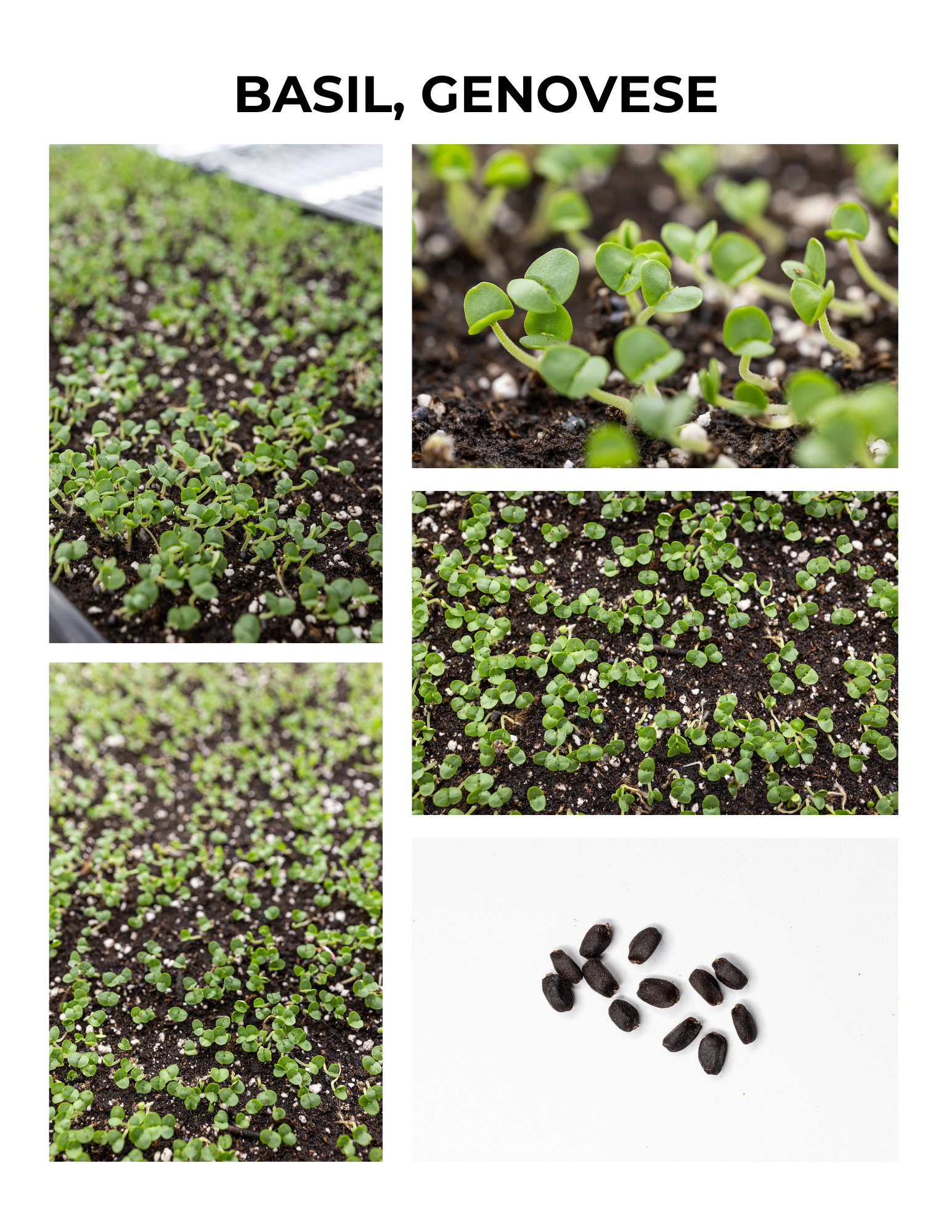 Genovese Basil Germination Guide