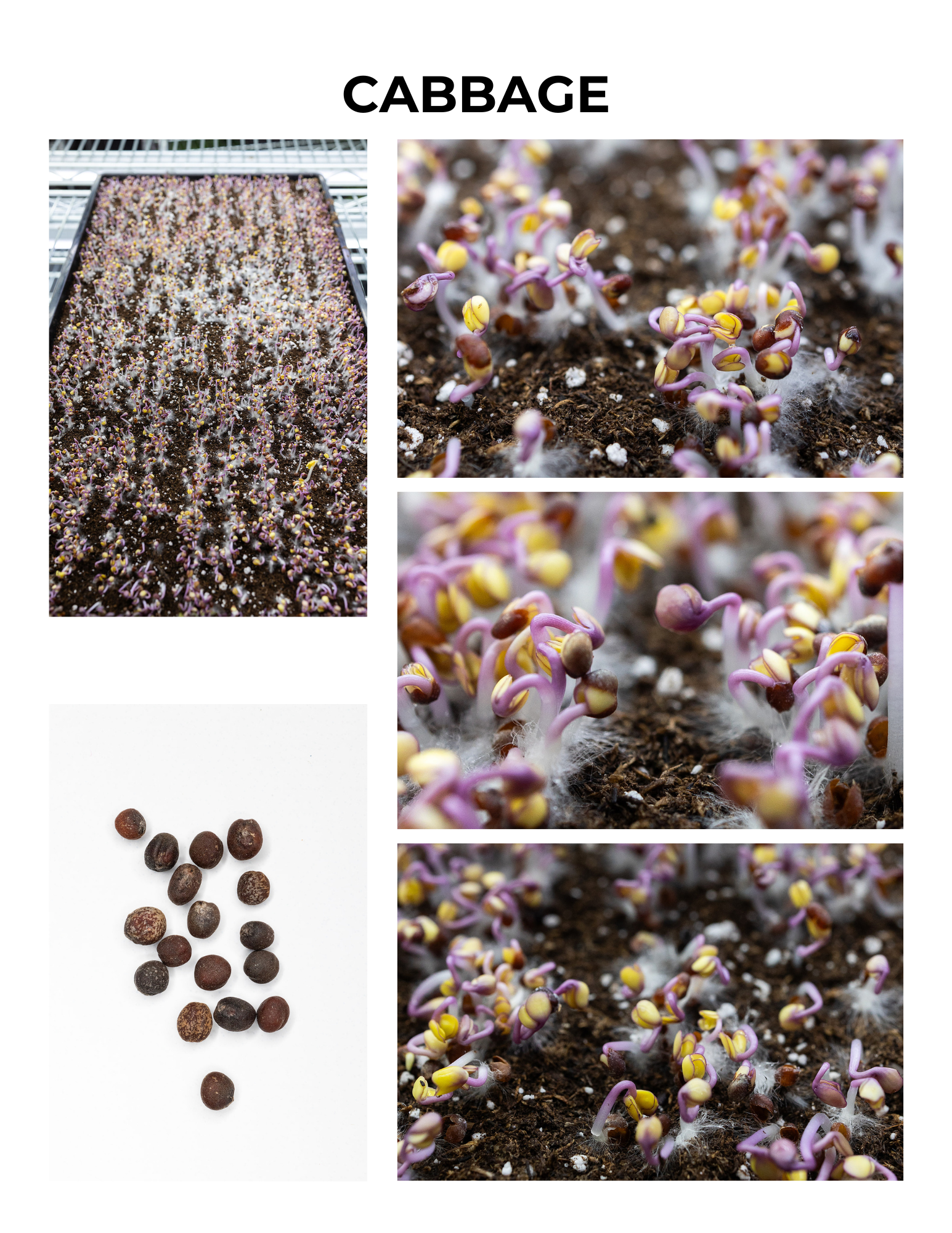 Cabbage Germination Guide