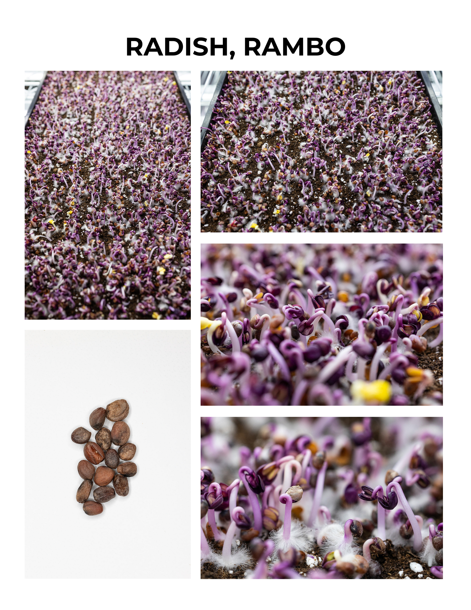 Rambo Radish Germination Guide