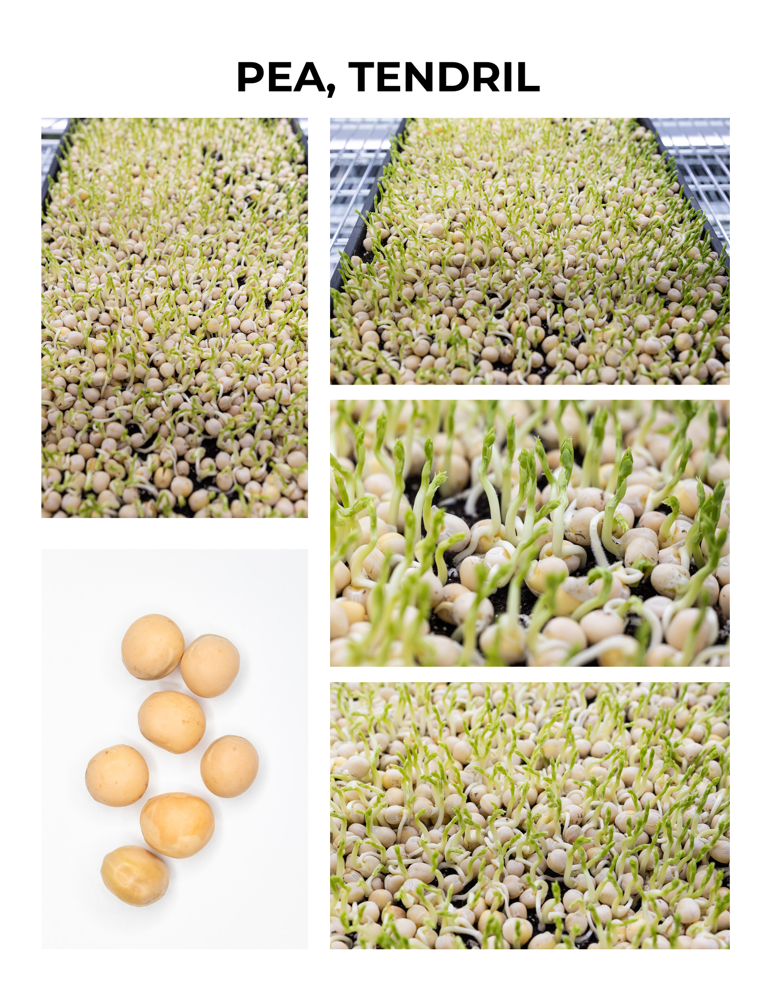 Tendril Pea Germination Guide