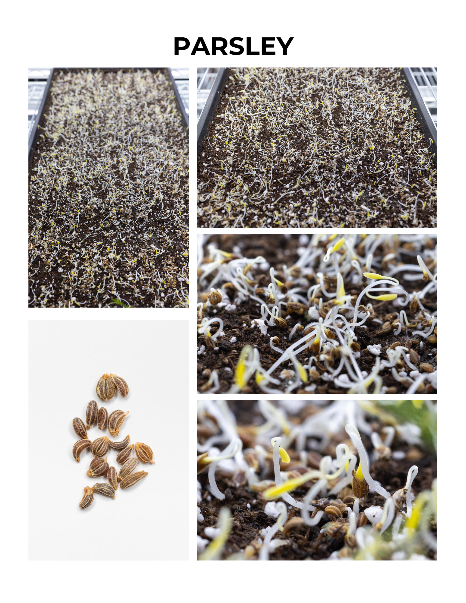Parsley Germination Guide
