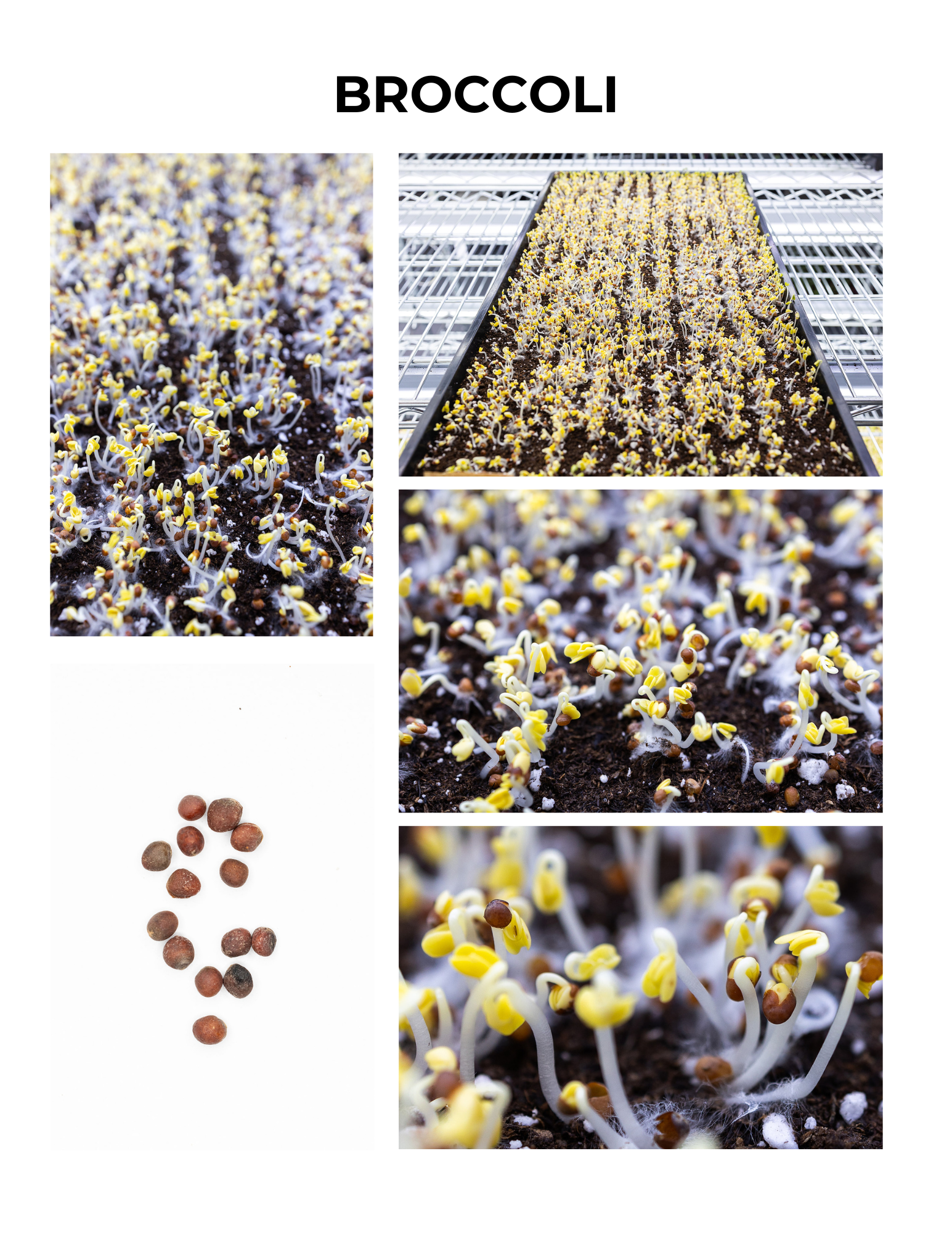 Broccoli Germination Guide