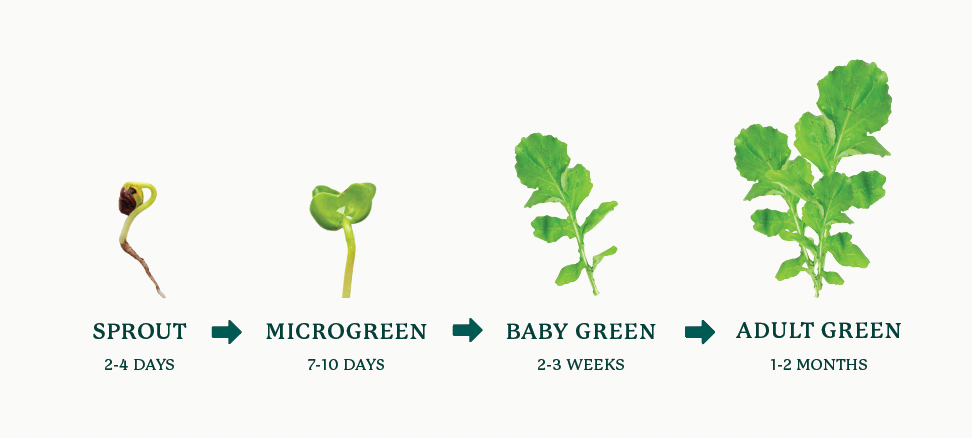 microgreens-versus-sprouts-22be390f-3c99-8123-a782-f6dc33f2c170.png