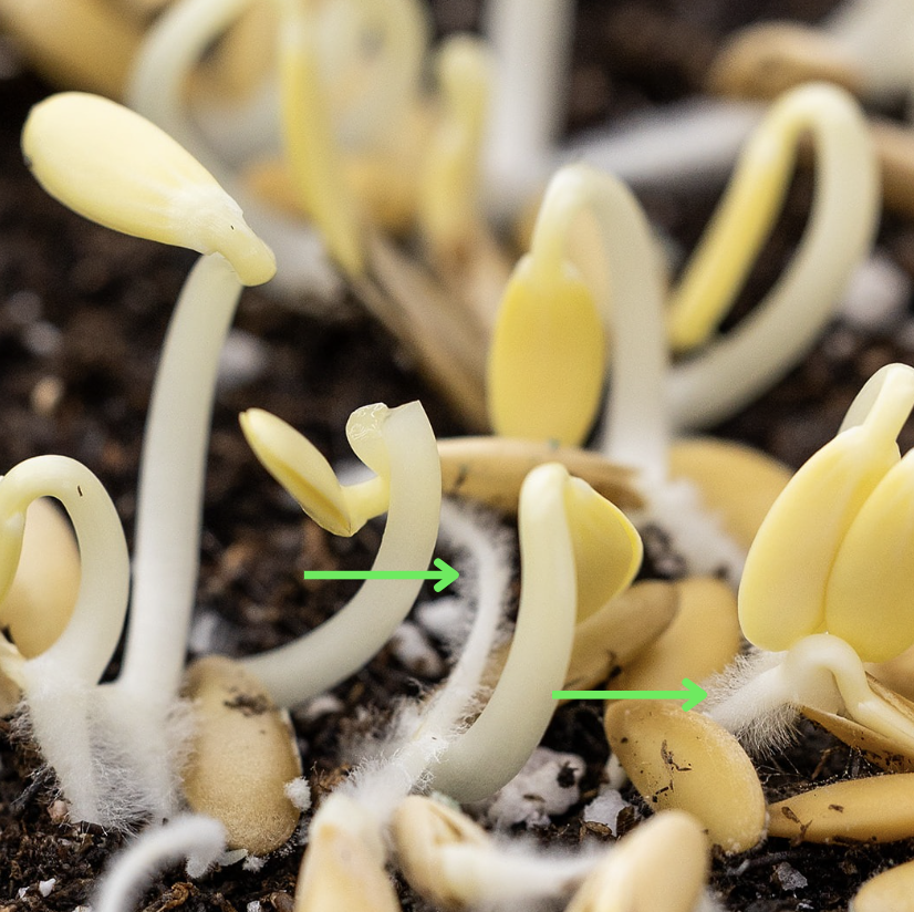 Cantaloupe Root Hairs