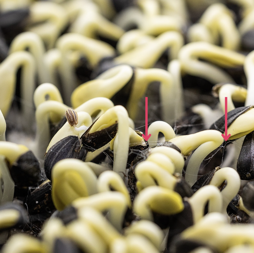 Sunflower Mold Fibers