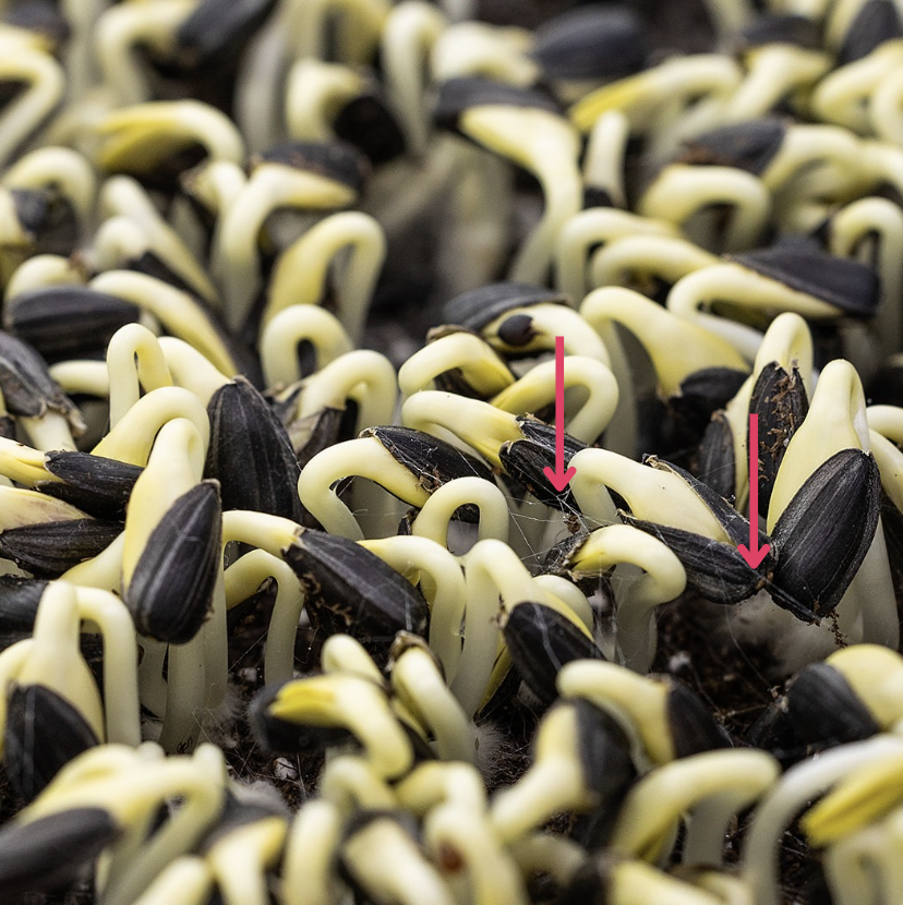 Sunflower Mold Fibers