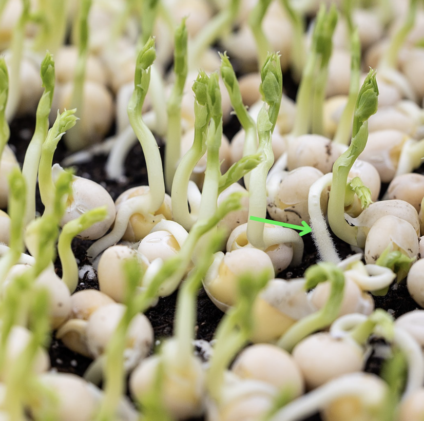 Tendril Pea Root Hairs