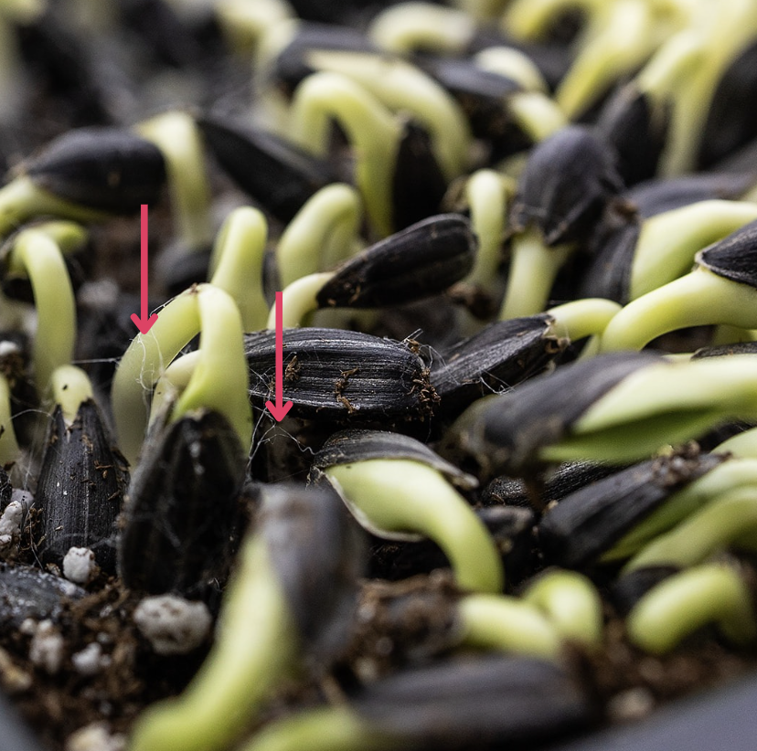 Sunflower Mold Fibers